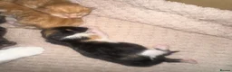 Maine Coon cats for sale: Maine coon cross  - Advert 4