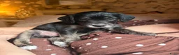Mixed Breed dogs for sale: Miniature Poodle Cross Puppies  - Advert 6