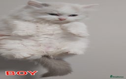 Ragdoll cats for sale: RAGDOLLS BICOLOUR BOY GIRLS BLUE EYES READY NOW  - Advert 9