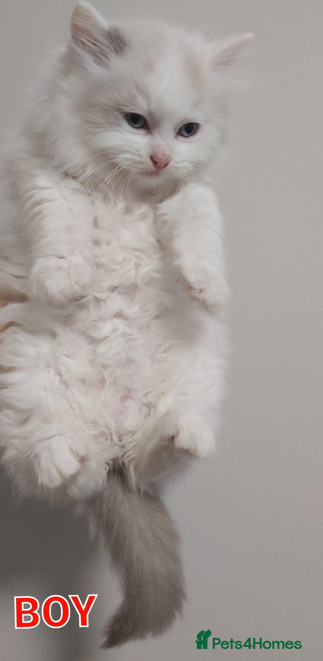 Ragdoll cats for sale: RAGDOLLS BICOLOUR BOY GIRLS BLUE EYES READY NOW  - Advert 9