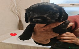 Sprocker dogs for sale: Sprockers puppies available - Image 3