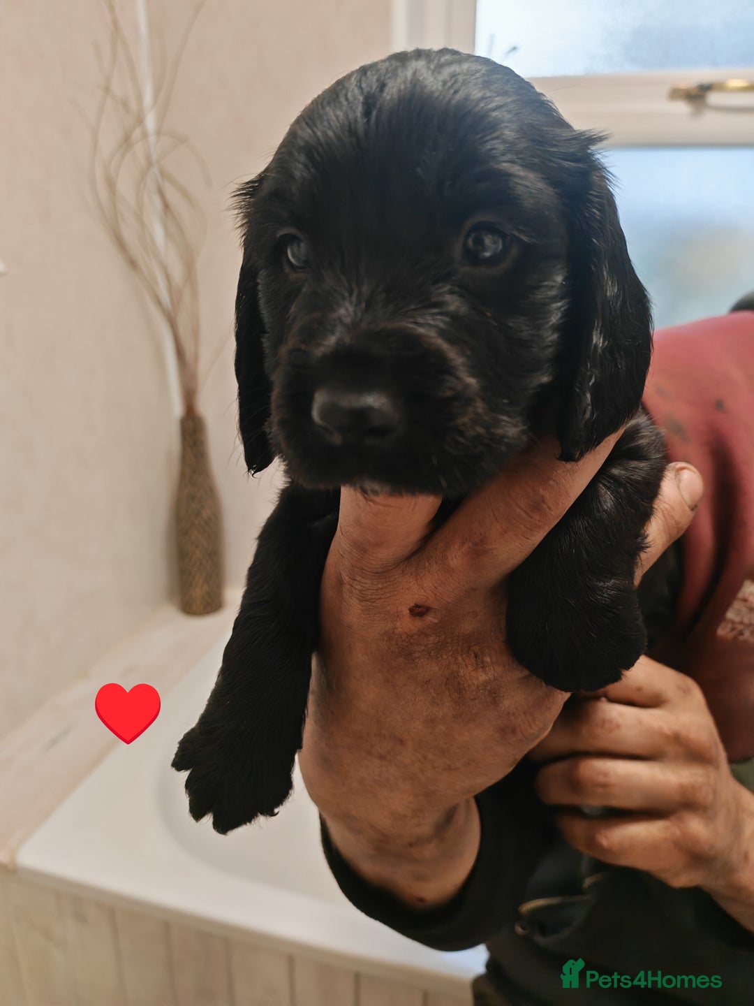 Sprocker dogs for sale: Sprockers puppies available - Image 3
