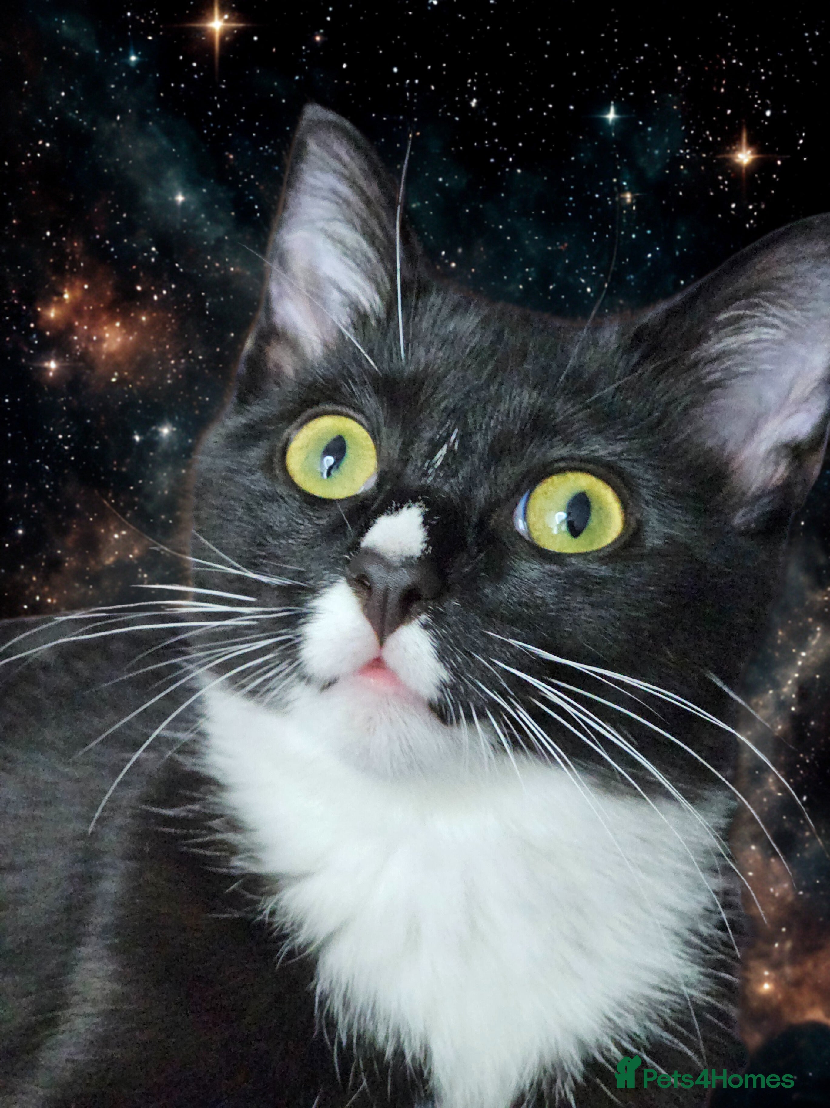 Mixed Breed cats Young Cats looking for a new home 🏡  - Advert 1