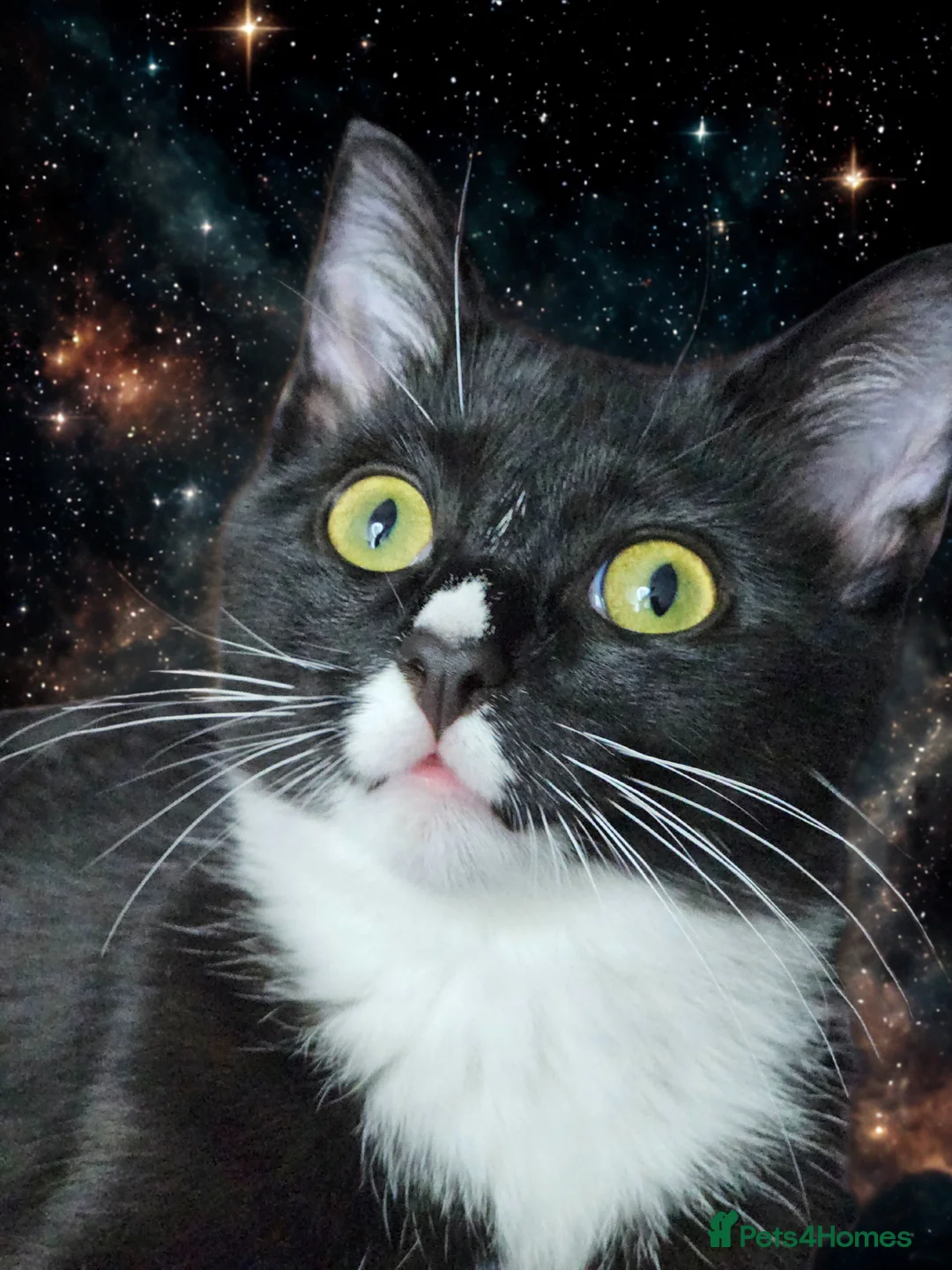 Mixed Breed cats for sale: Young Cats looking for a new home 🏡  - Advert 1