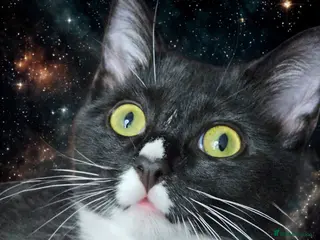 Mixed Breed cats Young Cats looking for a new home 🏡 - Advert 3