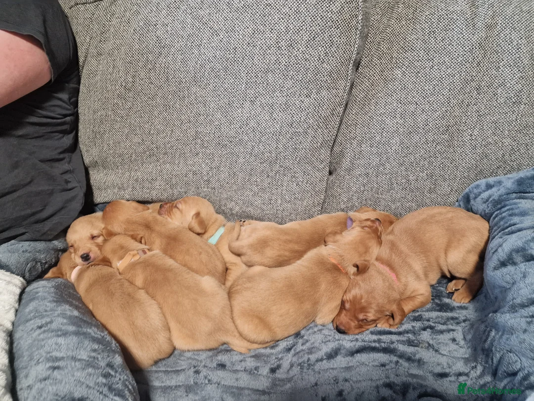 Labrador Retriever dogs for sale: Ready Now! Beautiful Red Fox Labrador Puppies - Advert 10