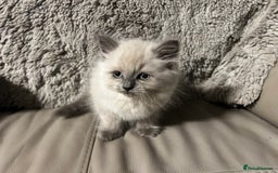 Persian cats for sale: Persian Cross Kittens ready to leave today  - Image 5