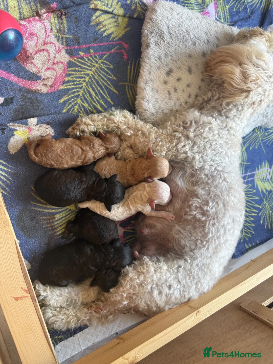 Westiepoo dogs for sale: Beautiful Westiepoo Puppies–Ready to Reserve ❤️🐶 - Advert 5