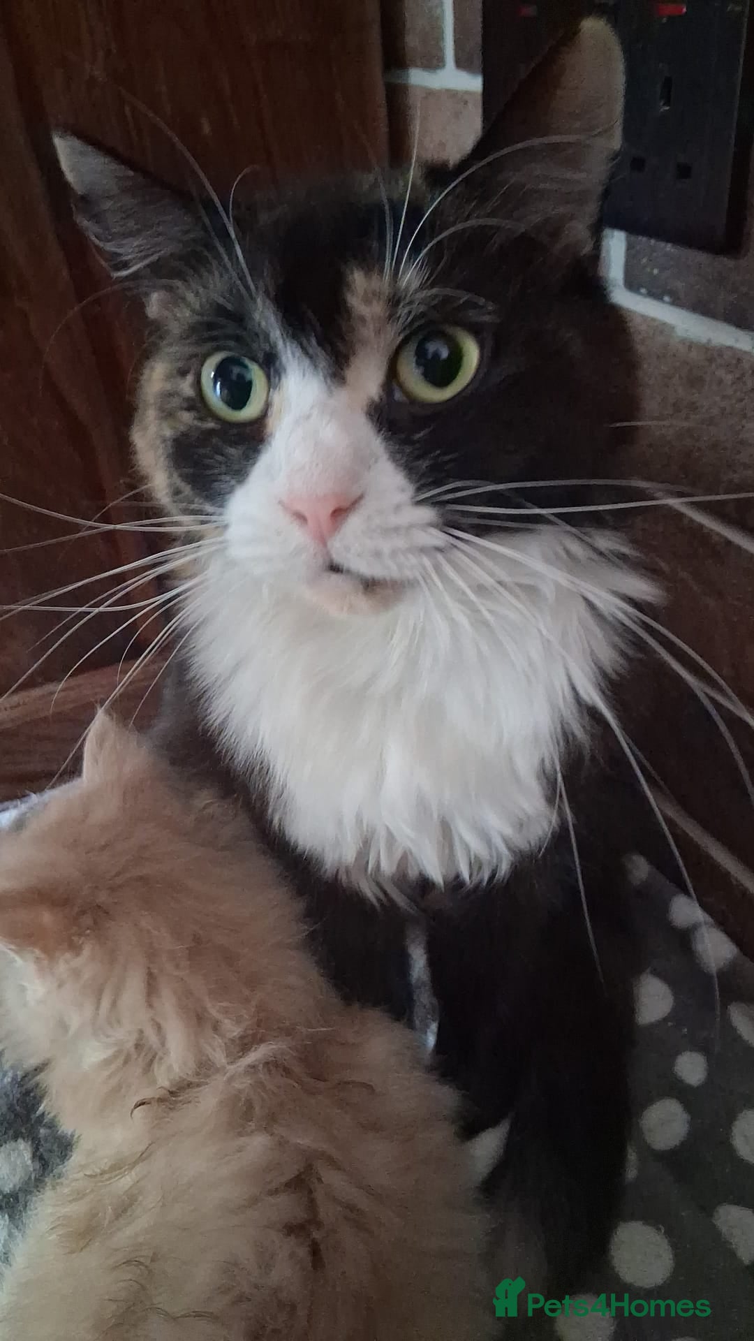 Mixed Breed cats Maine coon mix persian - Advert 1