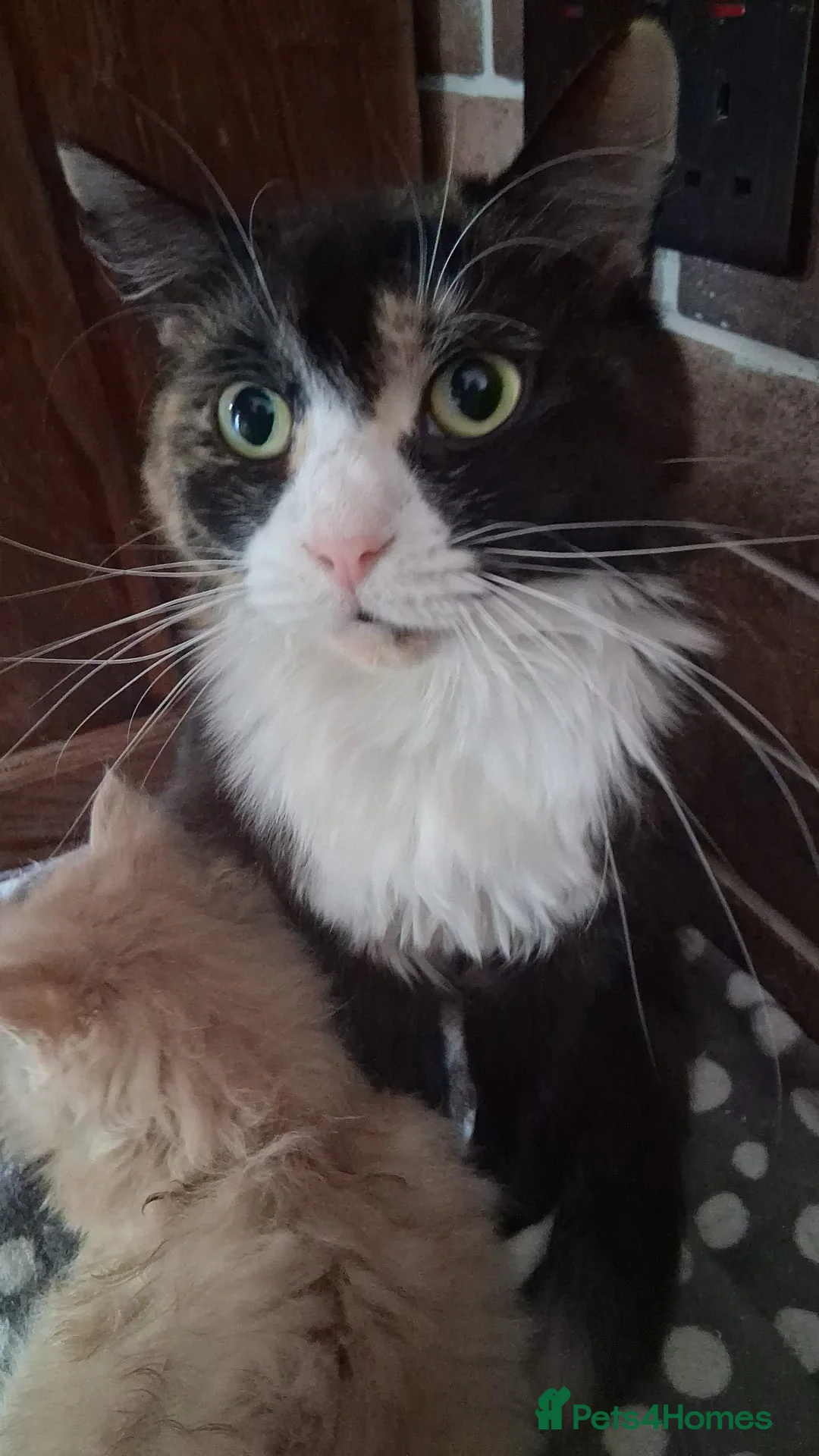 Mixed Breed cats for sale: Maine coon mix persian - Advert 1