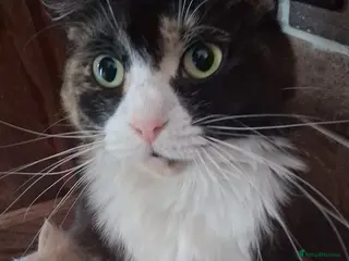 Mixed Breed cats Maine coon mix persian - Advert 1