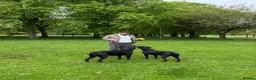 Labrador Retriever dogs for sale: Young KC Registered Labradors – Rehome Together in Edinburgh - Advert 5