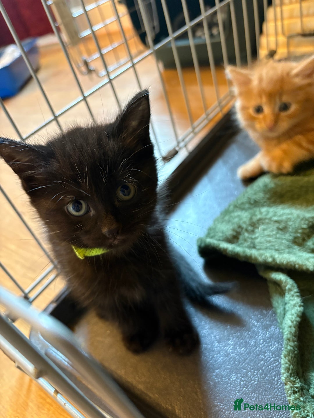 Mixed Breed cats for sale: beautiful kittens for sale - Image 18