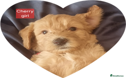 Labradoodle dogs for sale: Outstanding beautiful labradoodles F3b puppies - Image 14