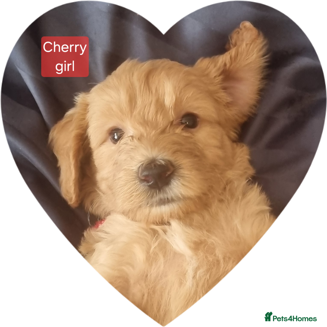Labradoodle dogs for sale: Outstanding beautiful labradoodles F3b puppies - Image 14