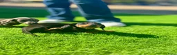 Miniature Dachshund dogs for sale: true tiny dachshunds! - Advert 11