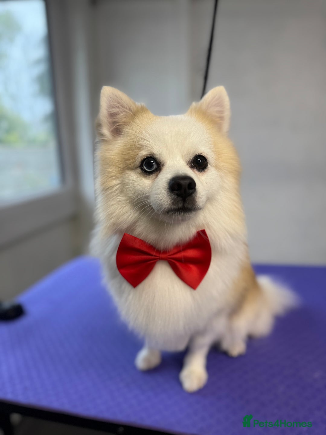 Pomeranian dogs for stud: PomeranianMale for Stud Healthy,Friendly&Ready Now - Advert 3