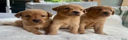 Labrador Retriever dogs for sale: kC reg fox red labs FTCH sired - Advert 13