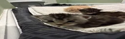 Maine Coon cats for sale: 3 gorgeous Maine coon kittens for sale - Advert 30