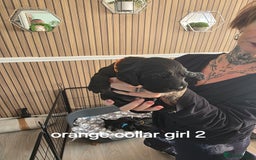 Sprocker dogs for sale: Sprocker puppies for sale. - Image 7