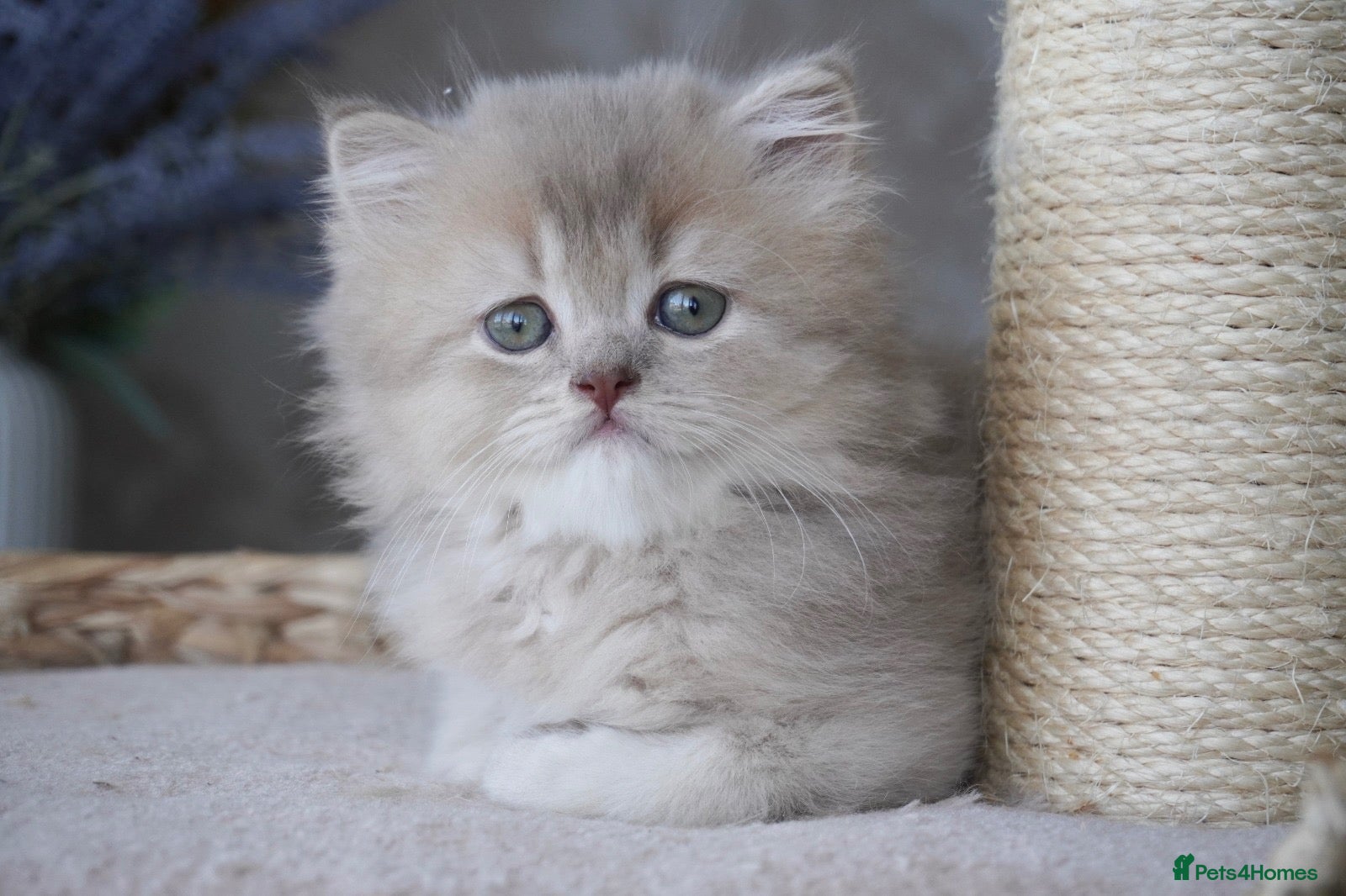 Munchkin cats Beautiful munchkin kittens - Advert 1
