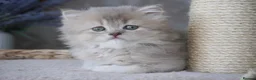 Munchkin cats for sale: Beautiful munchkin kittens - Advert 1