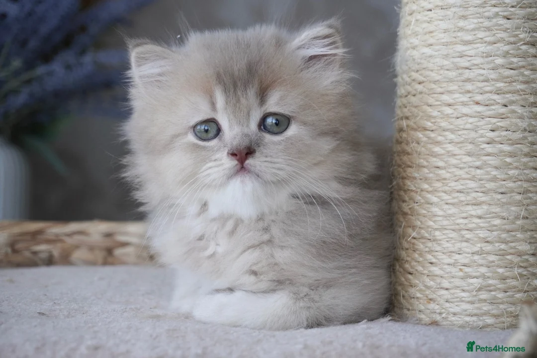 Munchkin cats for sale: Beautiful munchkin kittens - Advert 1