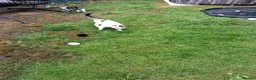 Mixed Breed cats for sale: A singleton baby tabbie - Advert 1