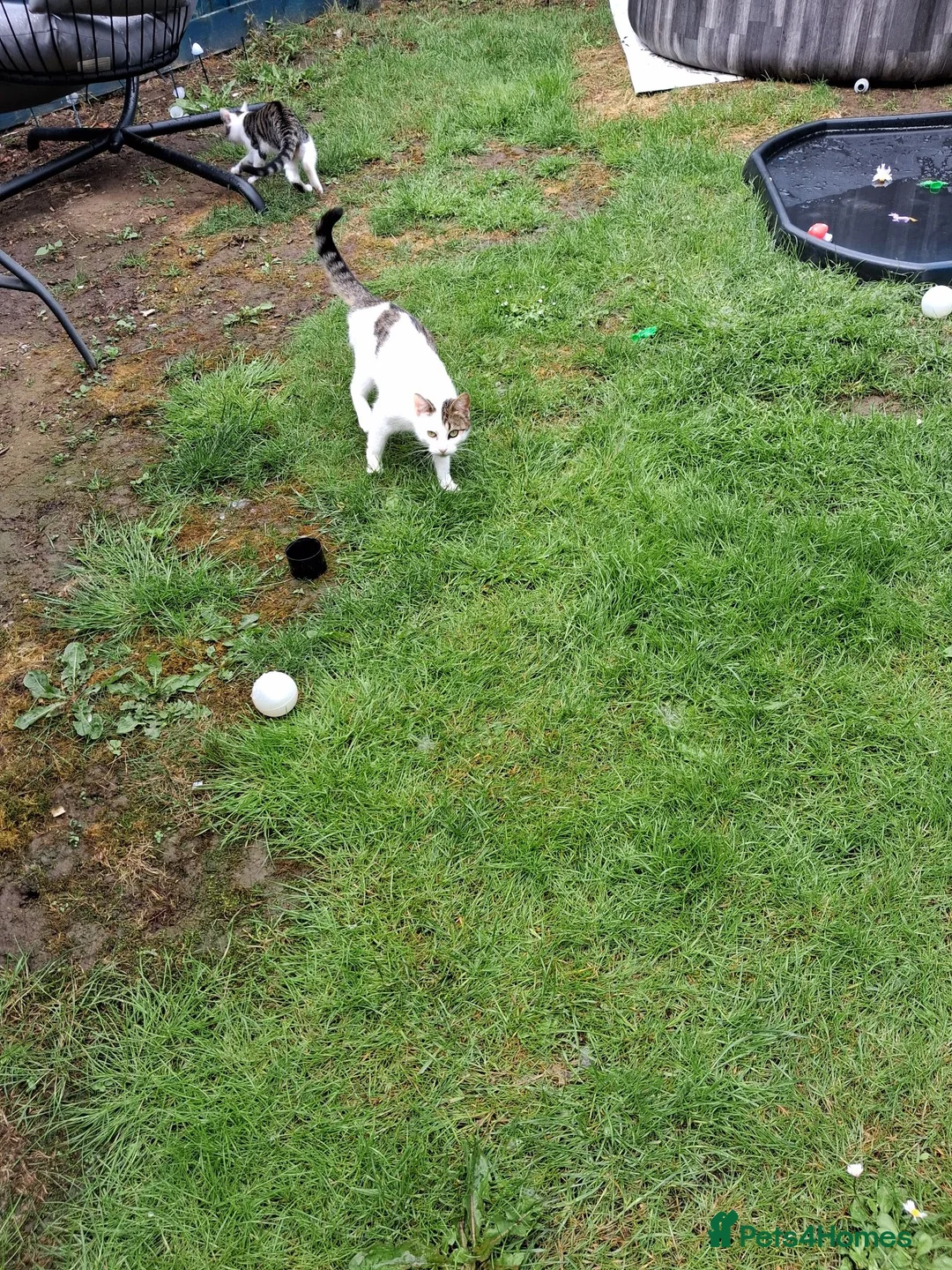 Mixed Breed cats for sale: A singleton baby tabbie - Advert 1