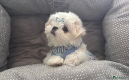 Maltese dogs for sale: 🌟Just One Left 🌟Bambelina Maltese🌟 - Image 3