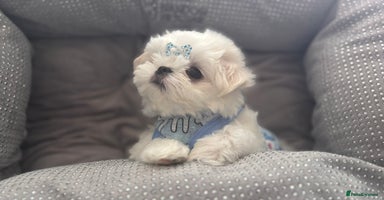 Maltese dogs - Advert 7