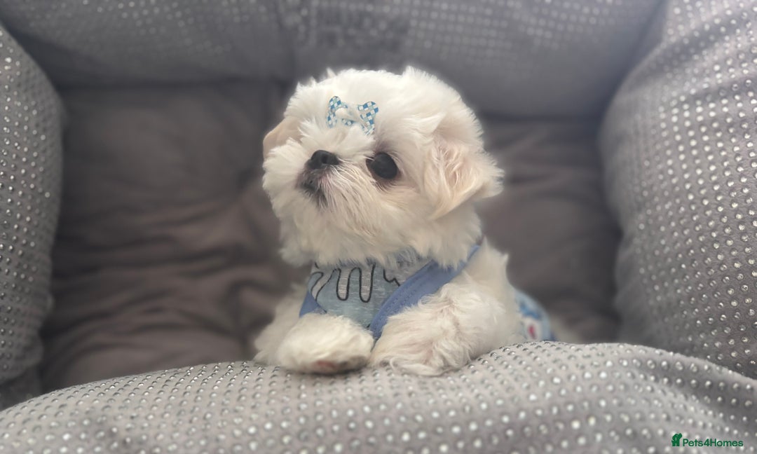 Maltese dogs for sale: 🌟Just One Left 🌟Bambelina Maltese🌟 - Image 3