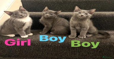 Ragdoll cats - Advert 12