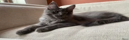 Maine Coon cats for sale: TICA Registered Maine Coon Kitten Female  - Advert 16