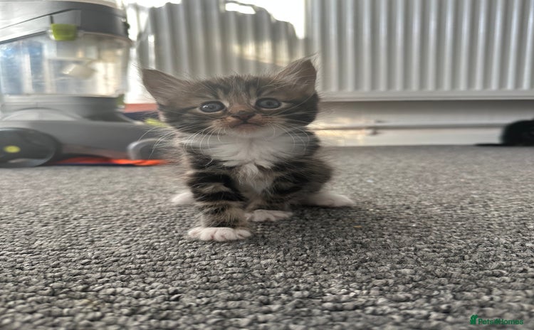 Mixed Breed cats - Advert 4