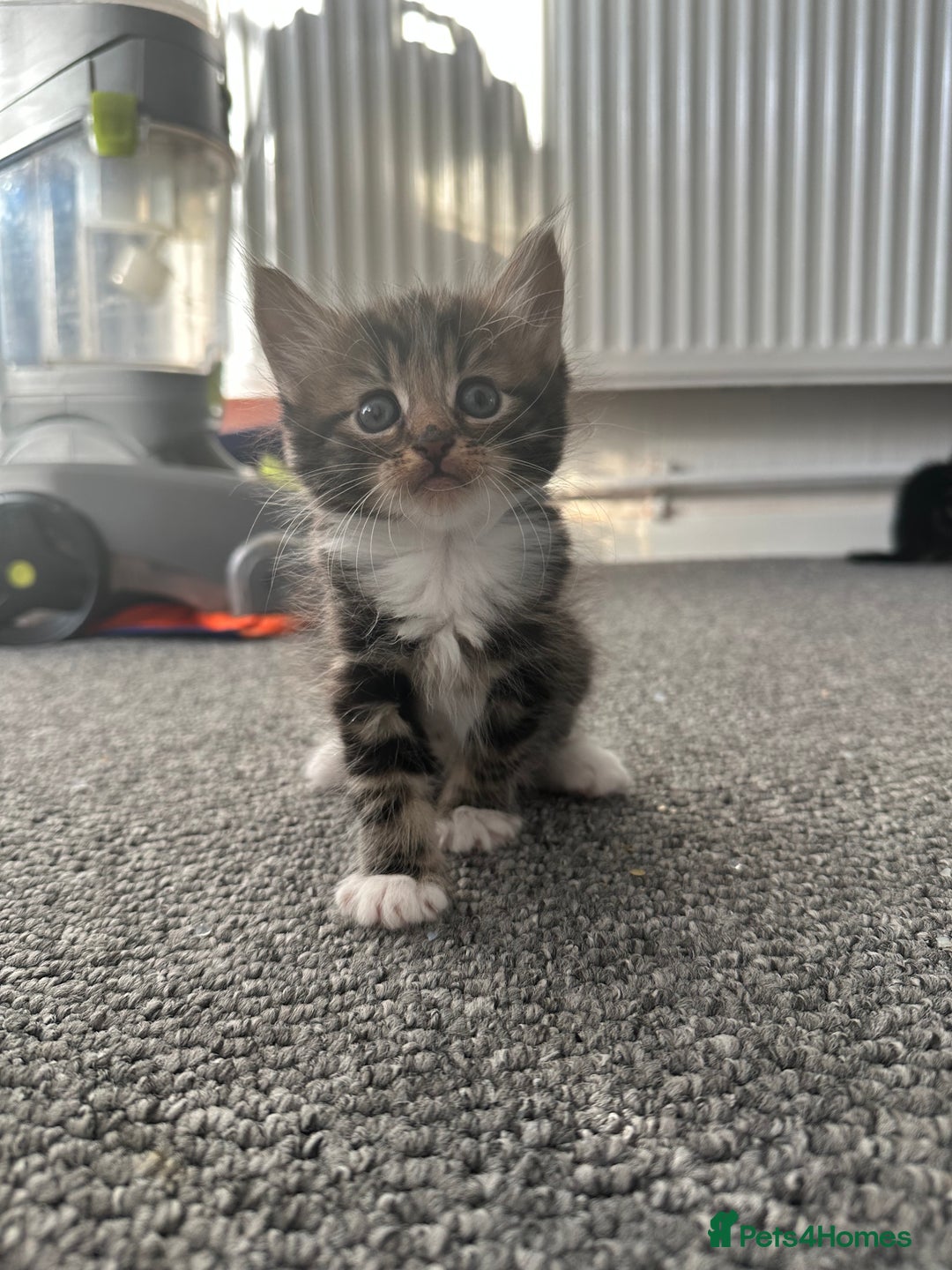 Mixed Breed cats for sale: KITTENS FOR SALE -READY TO LEAVE ON THE 5th 200£ - Image 1