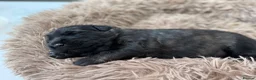 Golden Shepherd dogs for sale: ⭐ Golden Shepherd Puppies | ENS & ESI Raised ⭐ - Advert 39
