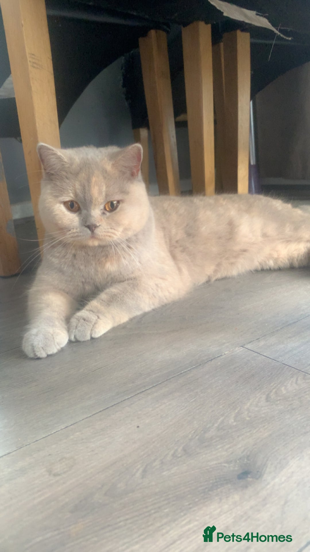 British Shorthair cats for sale: British Shorthair kittens - Advert 2