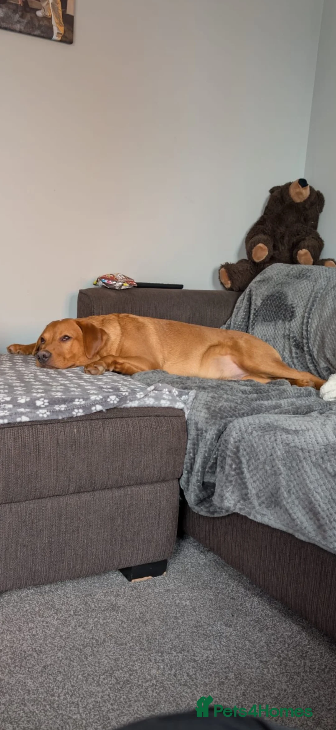 Labrador Retriever dogs for sale: Red fox Labrador  in Stafford - Advert 8