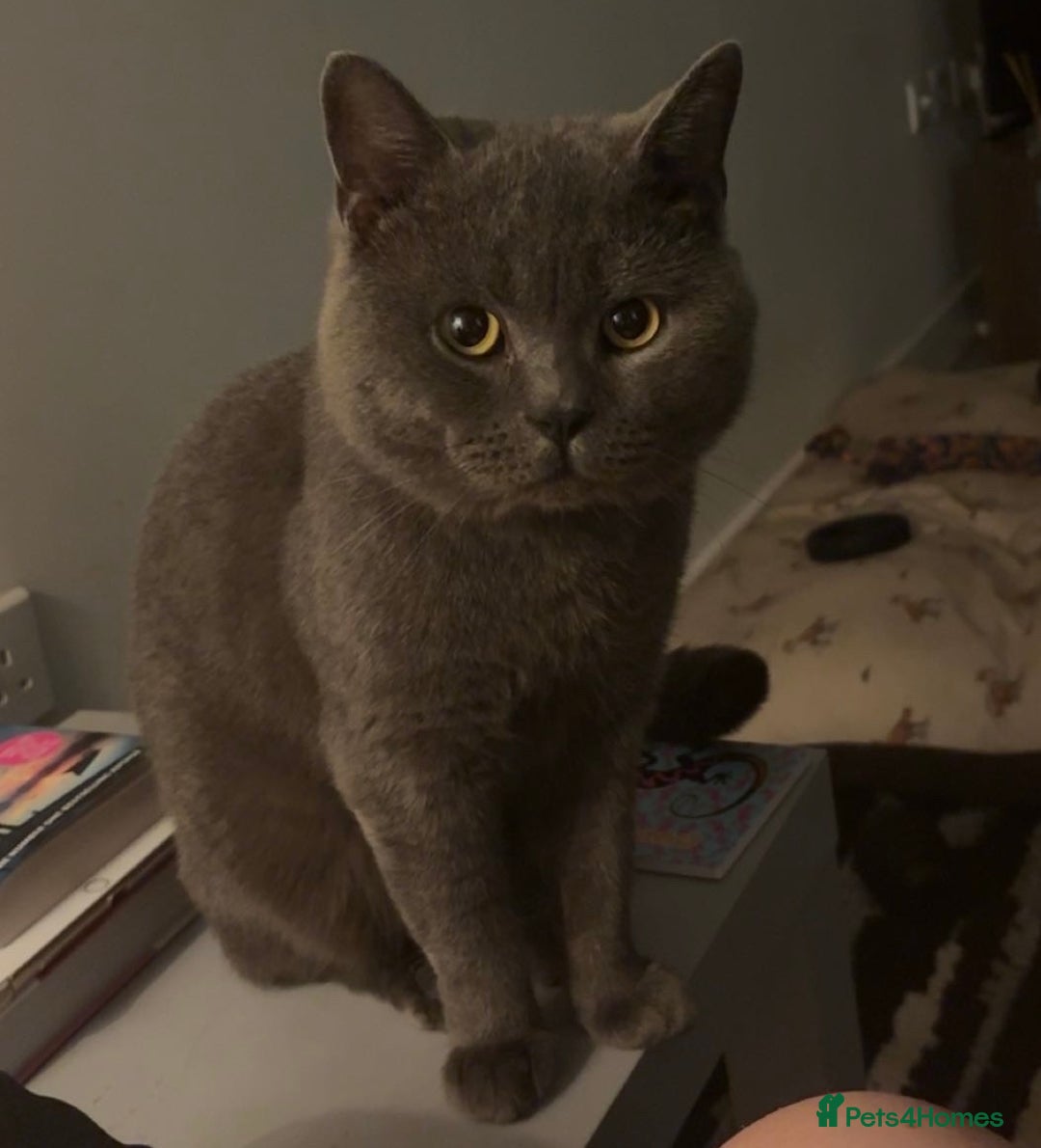 British Shorthair cats for sale: Teddy - Blue British Shorthair / Age 3  - Advert 3