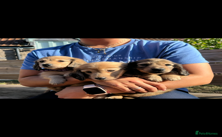 Miniature Dachshund dogs - Advert 15