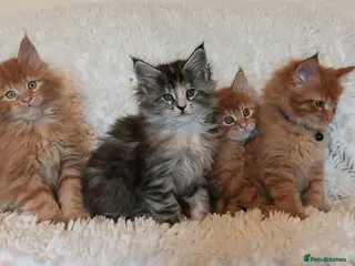 Maine Coon cats Beautiful Maine Coon Kittens - Advert 4