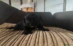 Mixed Breed dogs for sale: Pups for sale  - Image 7