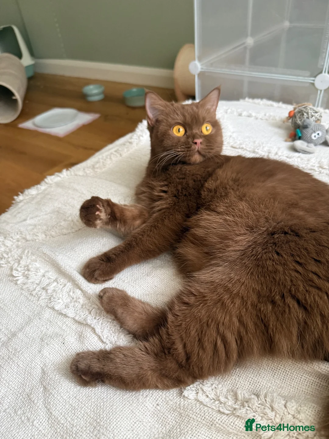British Shorthair cats for sale: Retiring BSH queen looking for forever home 🤎 - Advert 2