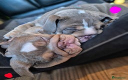 English Bulldog dogs for sale: Final Female English Bulldog available - Image 7