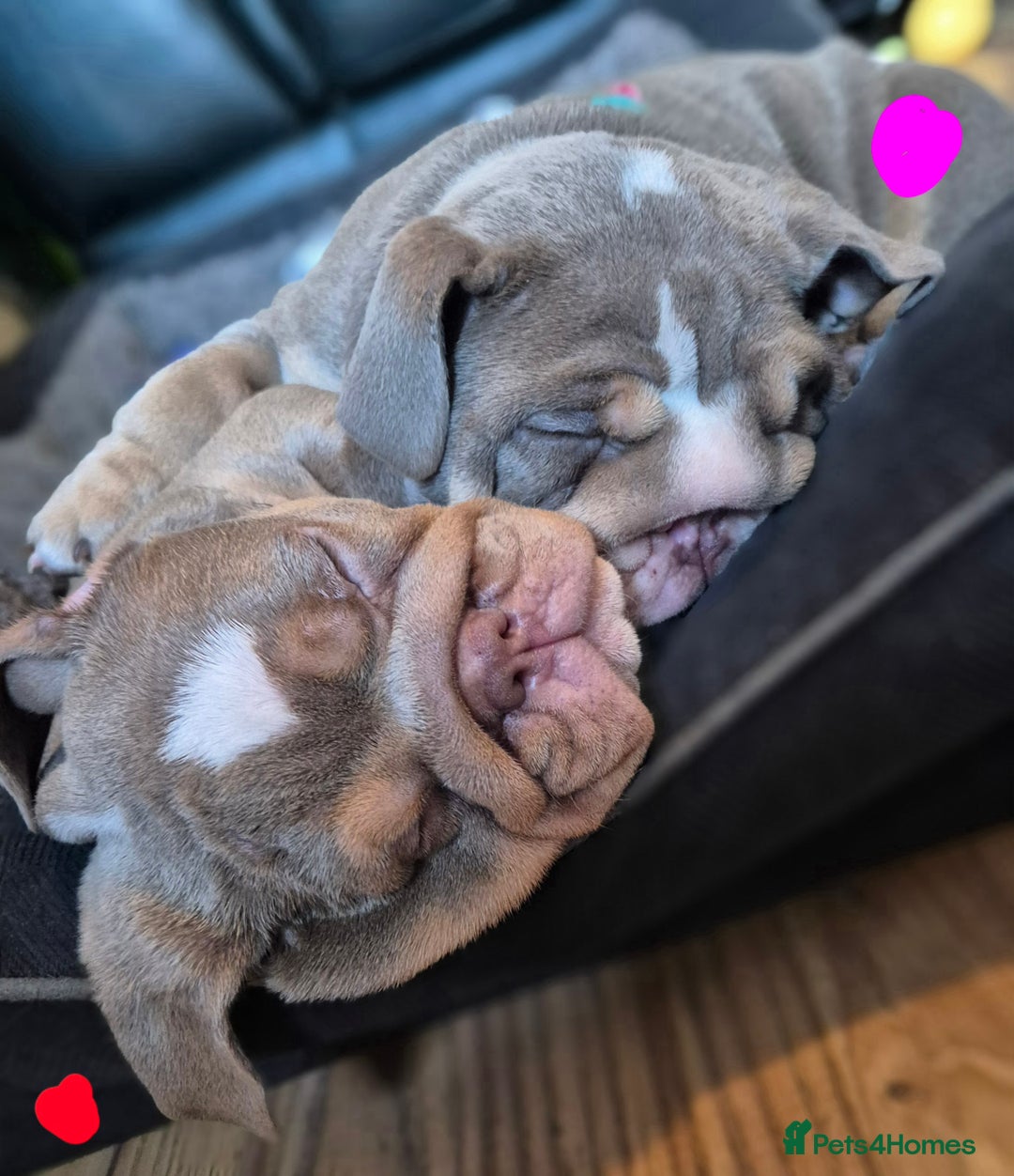 English Bulldog dogs for sale: Final Female English Bulldog available - Image 7
