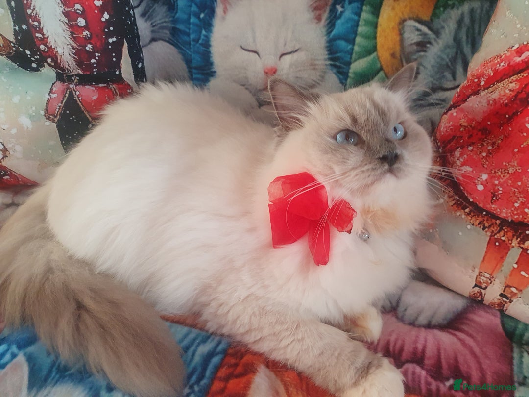 Ragdoll cats for sale: Mink & traditional Ragdolls - Advert 8