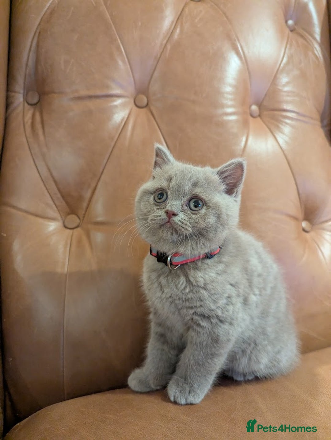 British Shorthair cats for sale: British Shorthair kittens - Advert 10