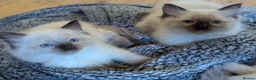 Ragdoll cats for sale: Chunky ragdoll boys 🩵 - Advert 11