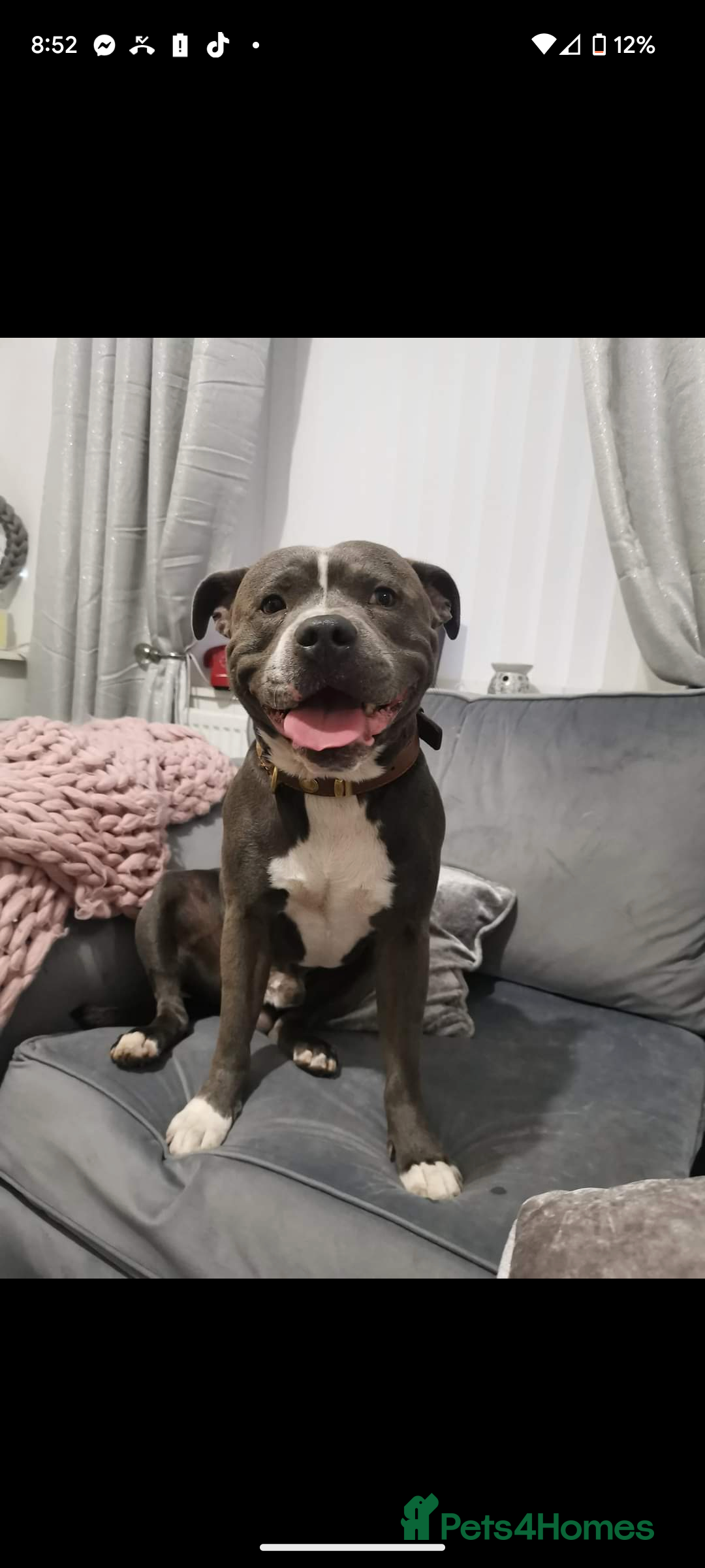 Staffordshire Bull Terrier dogs for stud: King reggie .champion/vagalo lines - Image 9